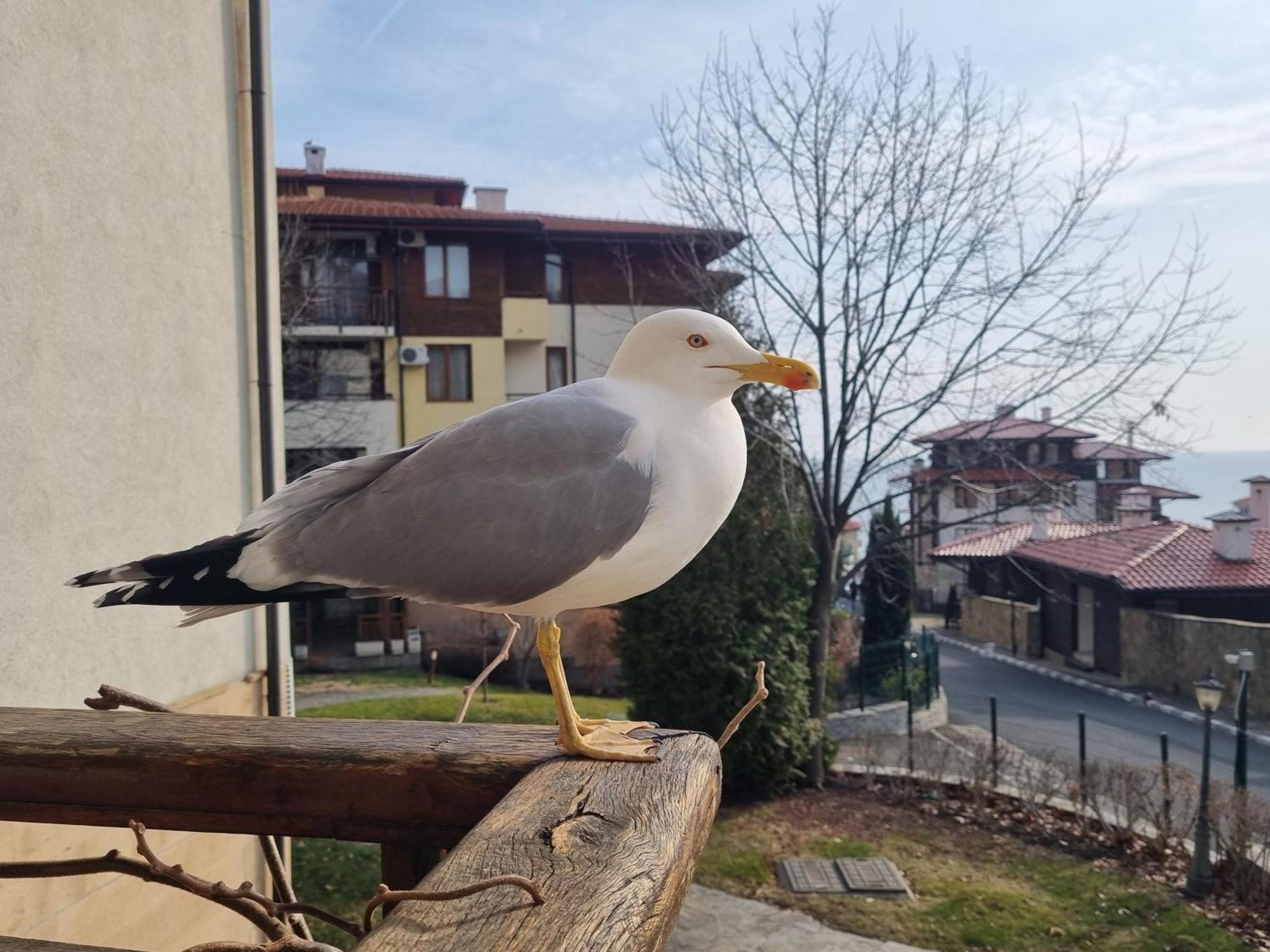 Апартамент Ния, Райска Градина / Garden Of Eden Sveti Vlas Bagian luar foto